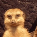 Sleepy Meerkat GIF Template