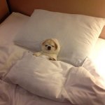 perrito dormido