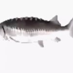 fish | image tagged in gifs,fish | made w/ Imgflip video-to-gif maker