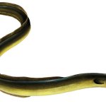 Eel