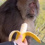 monkey banana side eye meme