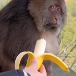 monkey no want your bitten banana dude | WHEN SOMEONE SAYS TO ME; EW THIS TASTES LIKE SHIT
YOU WANT IT? | image tagged in monkey banana side eye,bad,taste,food,funny | made w/ Imgflip meme maker