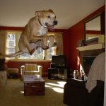 raditude full meme
