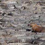 Capibara capybara entre cocodrilos between among alligators