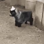 goat falling GIF Template