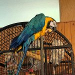 Macaw eating