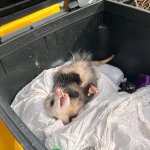 Possum dumpster template