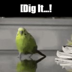 {gif template} 'Parrot Leaving Explosion [No WM]' {gif template} | [Dig It...! | image tagged in gifs,parrot leaving explosion no wm,no watermark,sudden,explosion,not my problem | made w/ Imgflip video-to-gif maker