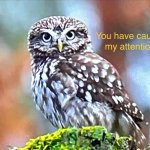 You Have Caught My Attention Owl meme