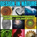 The Fibonacci Sequence | THERE IS DESIGN IN NATURE; THE FIBONACCI SEQUENCE
(SPIRAL) / GOLDEN RATIO | image tagged in spirals in nature,nature,beautiful nature,mother nature,god religion universe,astrology | made w/ Imgflip meme maker