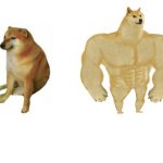 Before After doge