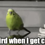 Run Birdy Run! | My bird when I get close | image tagged in birds | made w/ Imgflip video-to-gif maker