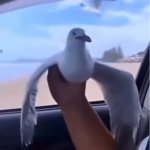 Hostile Seagull