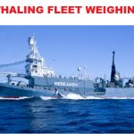 JAPANESE WHALING FLEET WEIGHING ANCHOR!!!