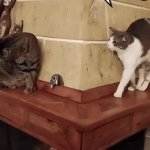 Oops! Close call! | What ya 
want? Oh, NOTHING! 
Just scratching
this fireplace... | image tagged in gifs,cats,scratching,sneaky cat,close call,funny | made w/ Imgflip video-to-gif maker