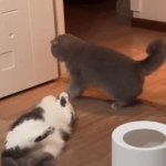 Pals | Fun with; Cats & Dogs | image tagged in gifs,cats,dogs,friends,cute cat,fun | made w/ Imgflip video-to-gif maker