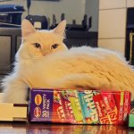 Am Skittles Cat