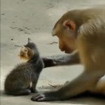 Mothering instinct kicked in for kitten | Mama Monkey 
Finds Stray Cat | image tagged in gifs,monkey,kitten,mother love,animals,relatable | made w/ Imgflip video-to-gif maker