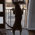 Dog happy dancing GIF Template