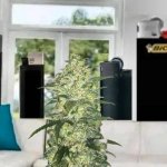 White Widow