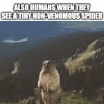 You Can Hear This GIF Without Sound | HUMANS: HUNTS ANIMALS THAT COULD ONE SHOT THEM; ALSO HUMANS WHEN THEY SEE A TINY NON-VENOMOUS SPIDER | image tagged in gifs,memes,relatable,humans,animals,arachnophobia | made w/ Imgflip video-to-gif maker