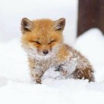 baby fox