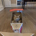 Cat in a cardboard car template