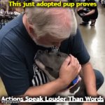 The look of love & gratitude truly brought me to tears... | This just adopted pup proves; __________________; Actions Speak Louder Than Words | image tagged in gifs,relatable,adoption,dog,actions speak louder than words,love | made w/ Imgflip video-to-gif maker