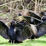 Turkey Vulture