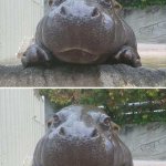 Hippopotamus