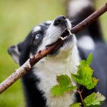 Branch Manager