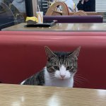 Cat in McDonald's