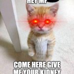 3 Days Before The Cat Steals Your Kidney | HEY MF; COME HERE GIVE ME YOUR KIDNEY | image tagged in memes,cute cat | made w/ Imgflip meme maker