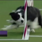 Border Collie Slalom