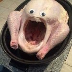 Startled turkey