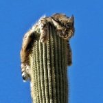 Bobcat on a saguaro
