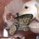 Dog eating cat