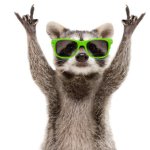 Party Raccoon