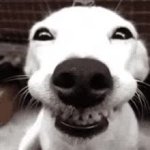 Doggogif GIF Template