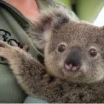 scared baby koala meme