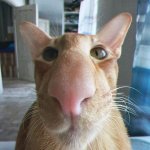 Long nose orange cat