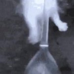 cat water GIF Template