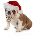 Santa Bulldog