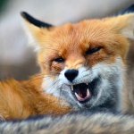 Fox Yawn