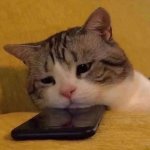 Sad cat looking at phone