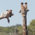 Photobomb giraffe