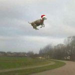 Cow christmas