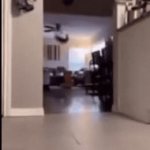 Jumpscare | BOO | image tagged in gifs,cats | made w/ Imgflip video-to-gif maker