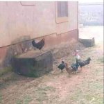 Chicken meeting