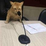 Cat Microphone